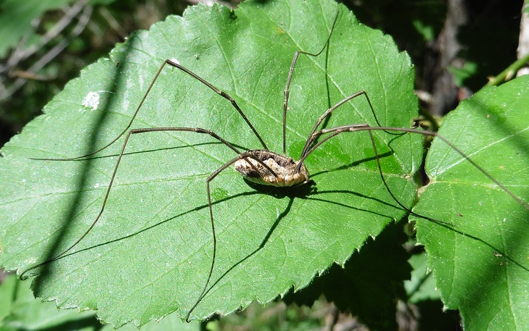 Phalangium opilio